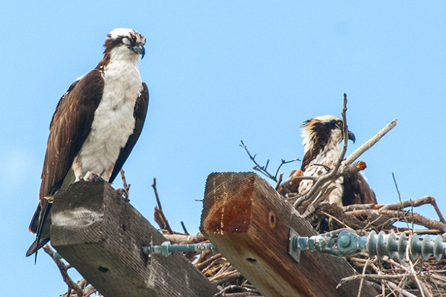 roger eagles