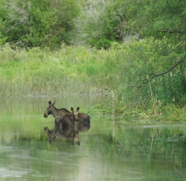 sheryl parolin moose22
