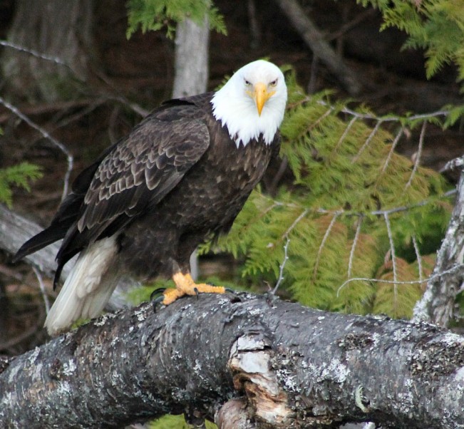 wayne the seagle22