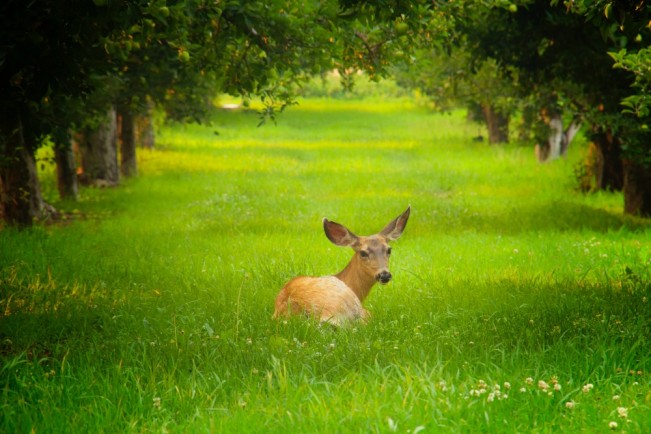 Jeremy deer22