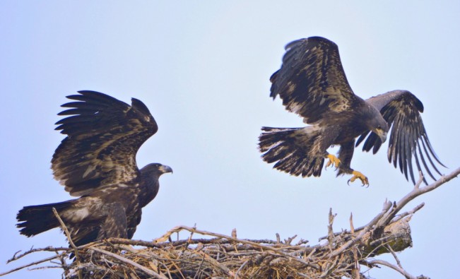bedard eaglets22