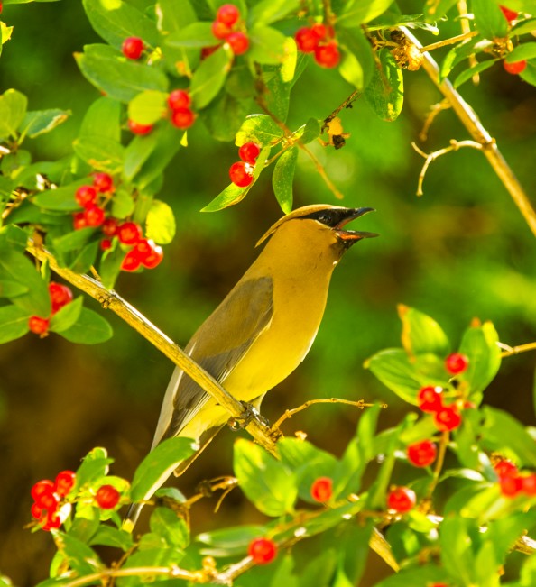 dukes waxwings