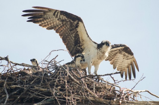 julie osprey22