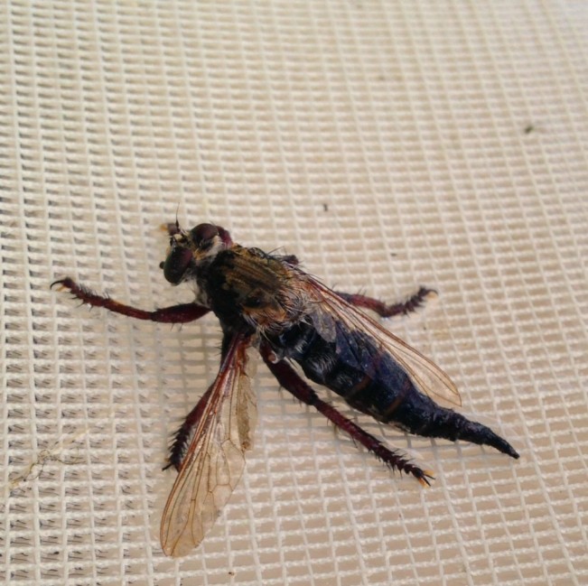 karen fly22