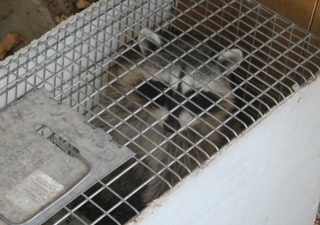 raccoon one22