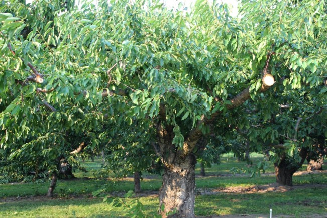 tree three22