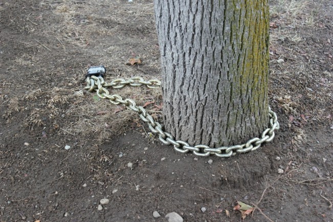 tree22
