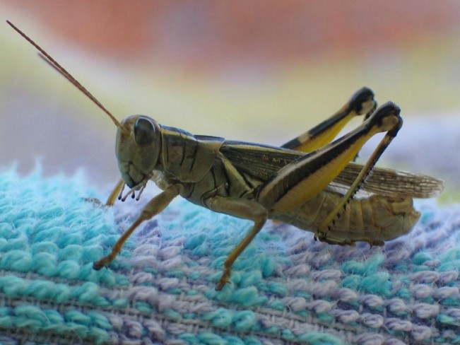 chapman insect22