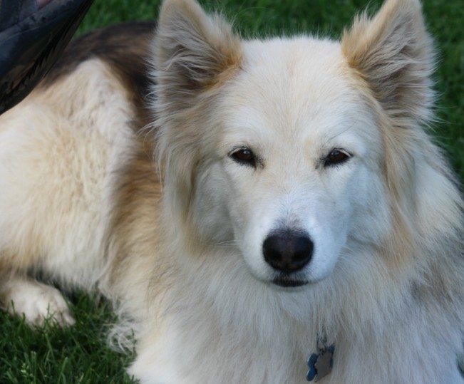 dog22