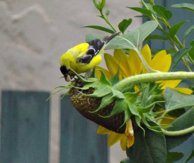 doris yellow bird22