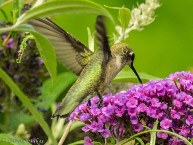 dukes hummingbird22