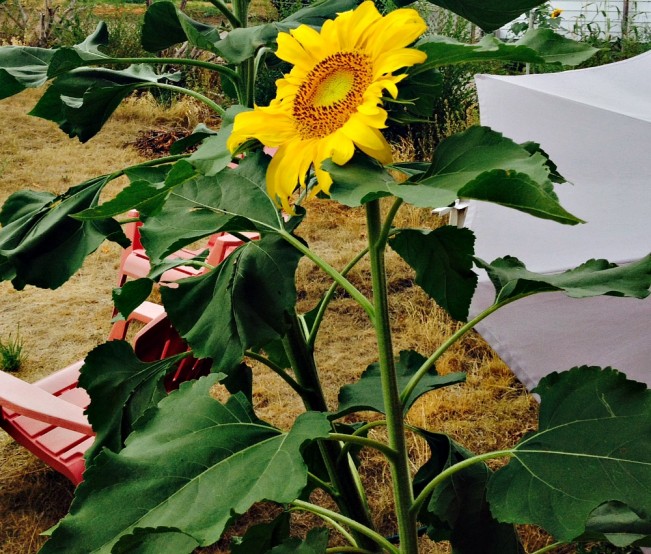 flower22