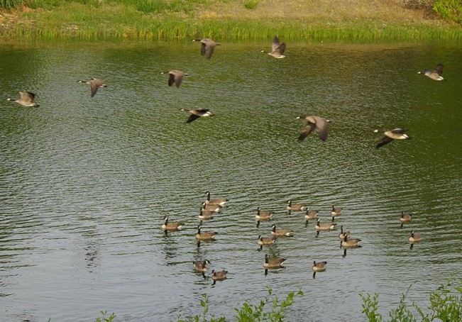 geese doris22