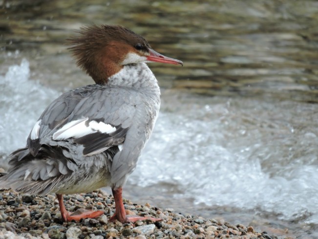 merganser22