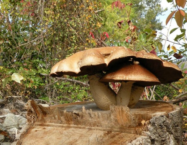 mushroom koster22