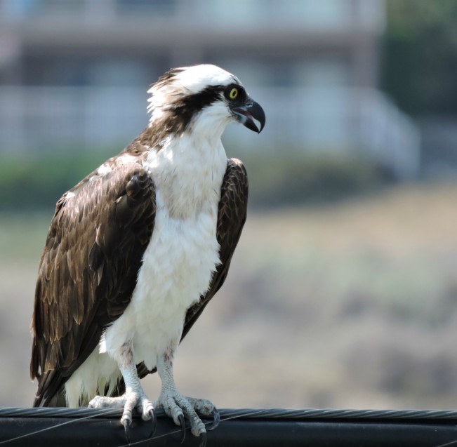 osprey- audrey22