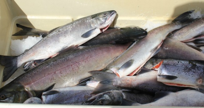 trout four22
