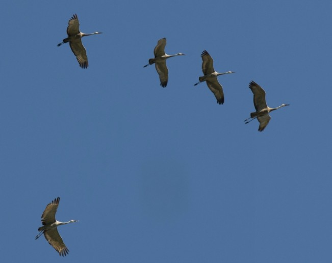 Sandhill Dukes
