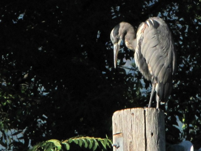 basking heron linton22