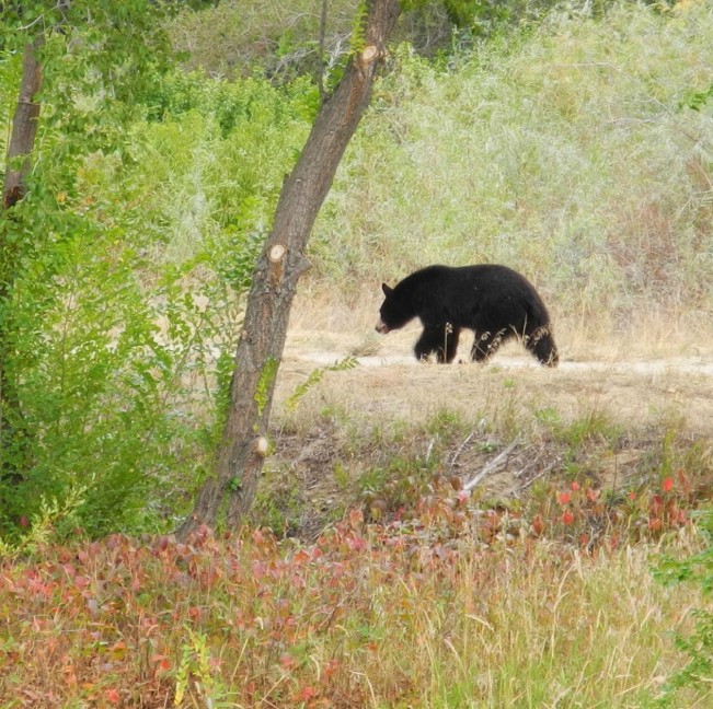 bear22