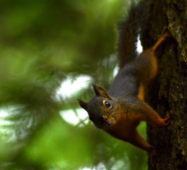 bernard squirrel22
