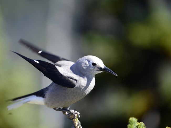 bird bedard