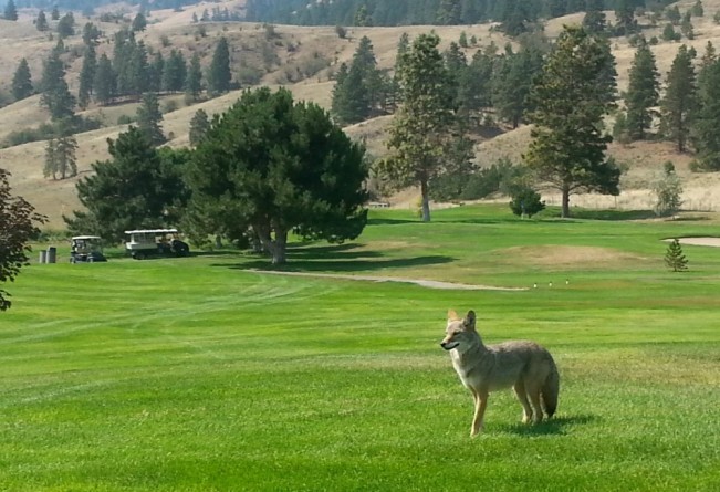 coyote brian johnston22