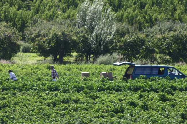 crop one22