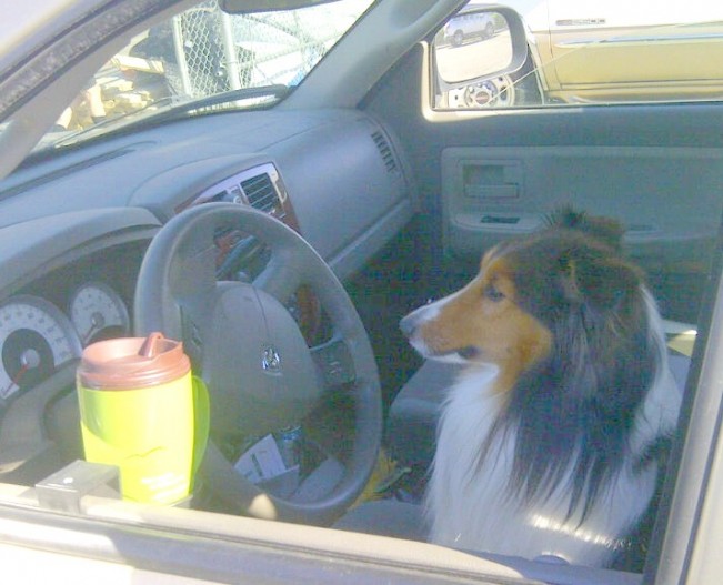 dog with coffee22