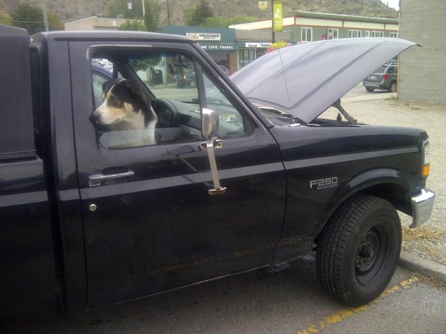 dogs in trucks wensley22