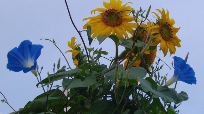 doris flower22