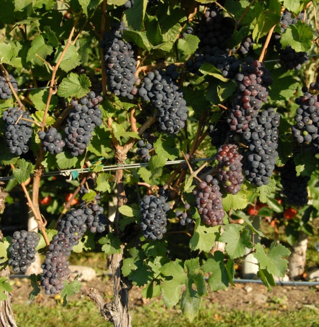 grapes russell22