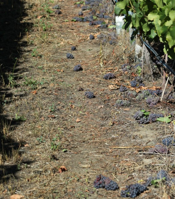 ground crop22