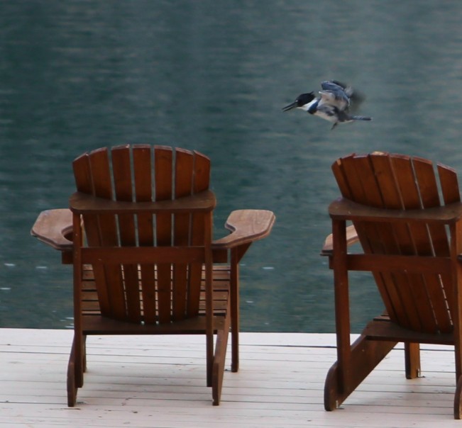 kingfisher22