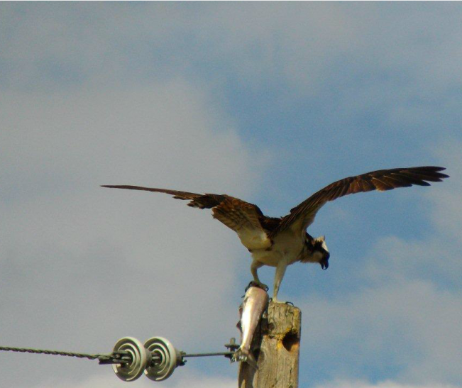 osprey doris22