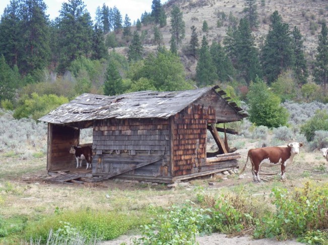 sandra smith cows