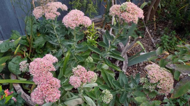 sedum