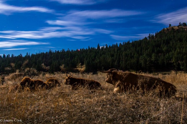 cattle cook22