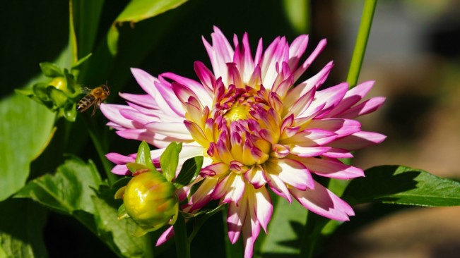 dobos flower22