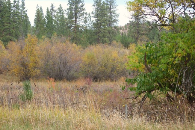field of colour