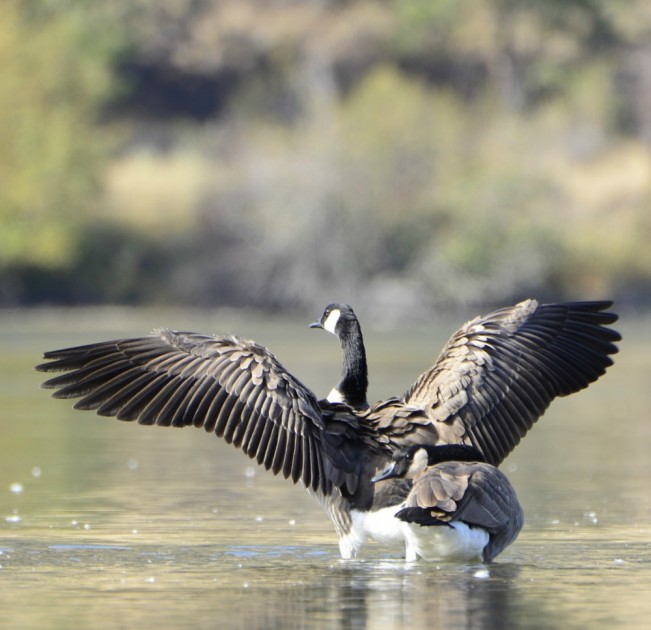 geese bedard22