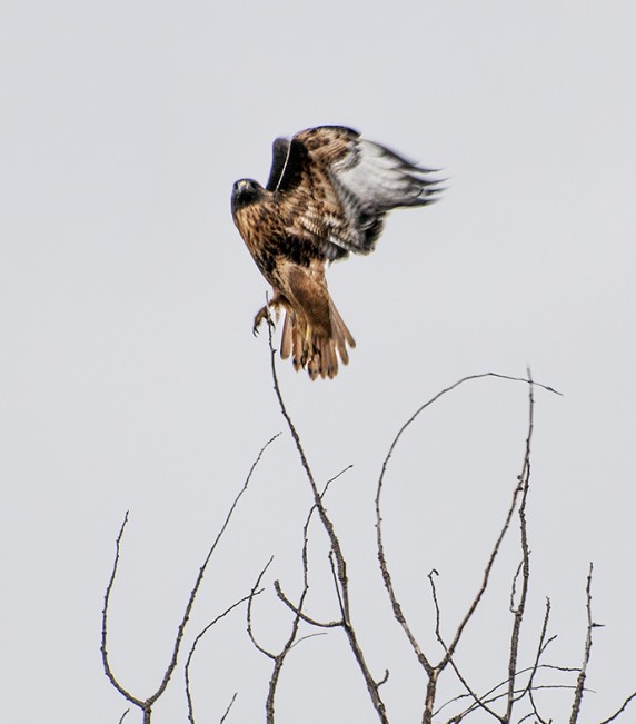 hawk roger