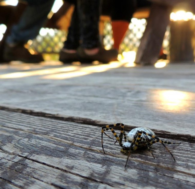 linda1spider