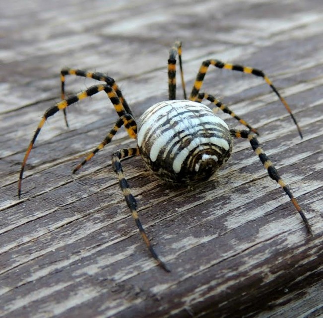 linda2spider