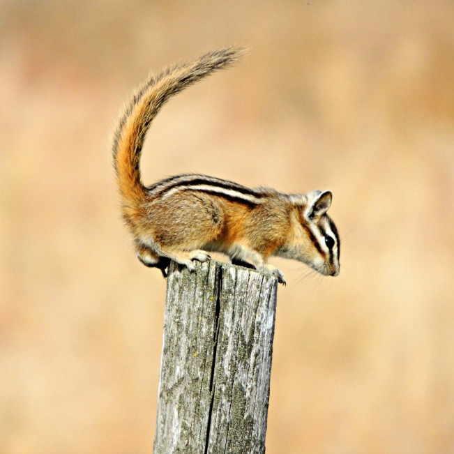 linda's chipmunk22