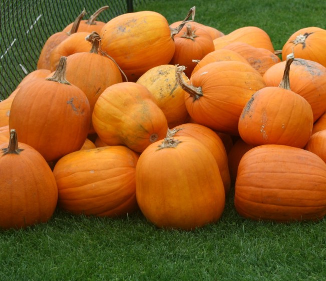 pumpkin22