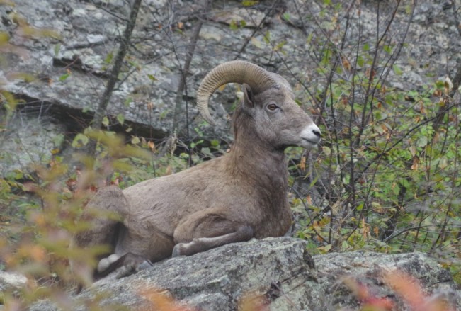 ram dewar22