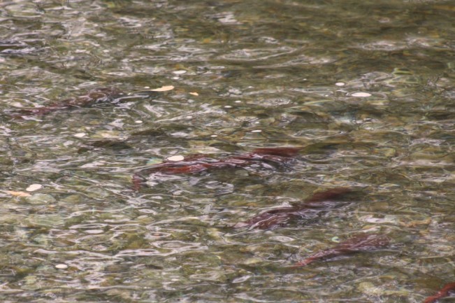 red salmon one22