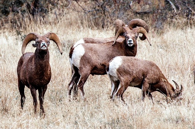 rogers sheep