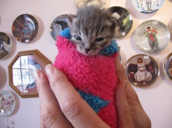 cat kitten